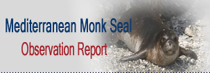 Monk Seal